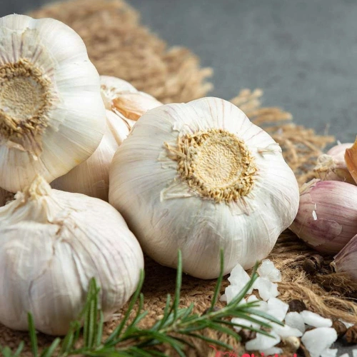 Garlic